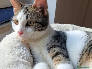 Europeo gatti PAOLINO GATTINO DOLCE E AFFETTUOSISSIMO - Annuncio 7