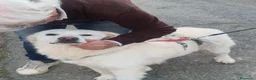 Meticcio cani in regalo: Fatima dolcissima e bravissima con tutti a Città Metropolitana di Firenze - Annuncio 8