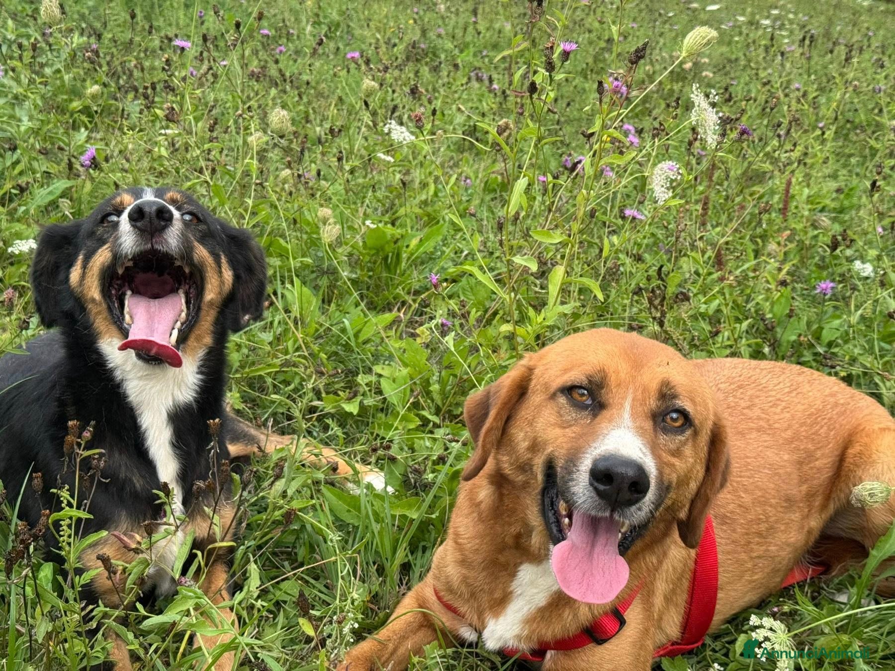 Meticcio cani CHAD & CHARAPI, invisibili da troppo tempo! - Annuncio 2