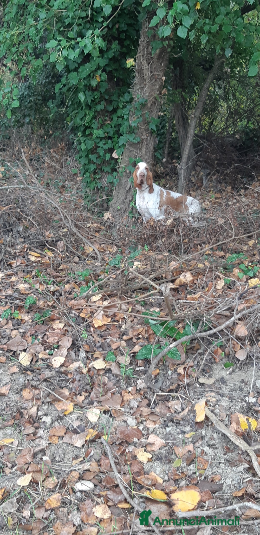 Bracco cani in vendita: bracco italiano - Annuncio 2