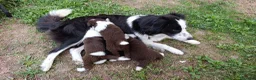 Border Collie cani in vendita: Cuccioli di Border Collie - Annuncio 3