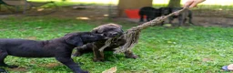 Cane Corso cani in vendita: Cuccioli di Cane Corso pronti per la consegna - Annuncio 2