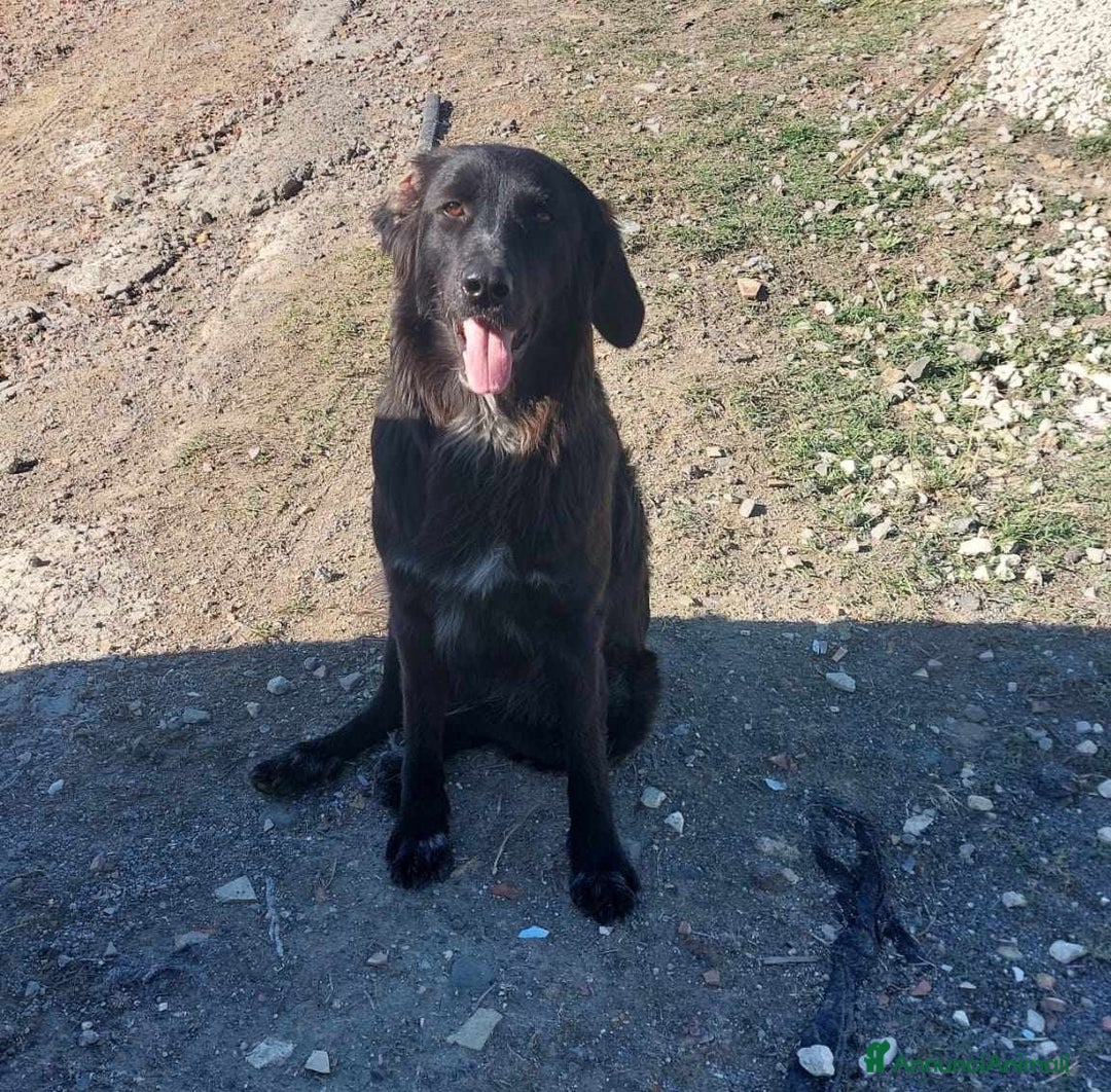 Meticcio cani in regalo: DOLCISSIMA POLI IN REGALO a Città metropolitana di Catania - Annuncio 2