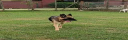 Pastore Tedesco cani in regalo: Sara Jane - Annuncio 3