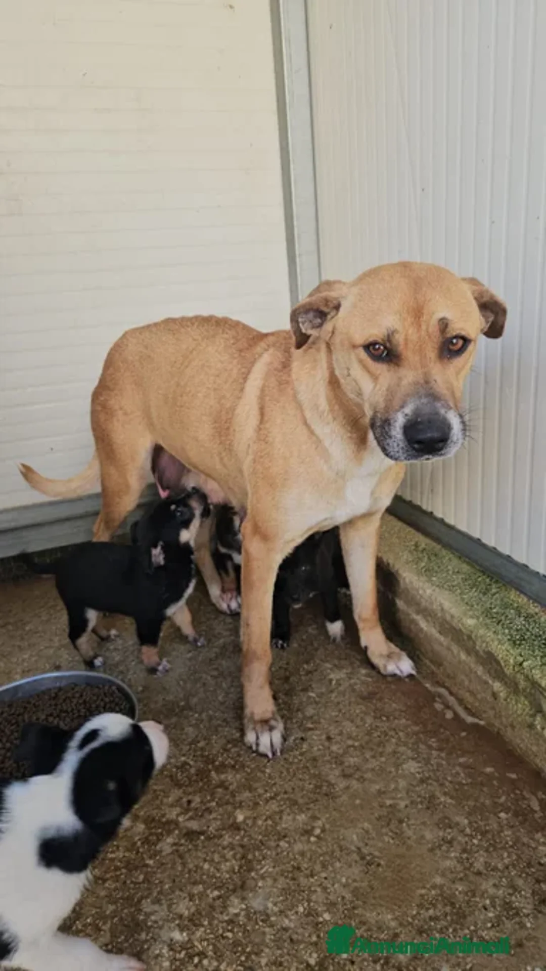 Meticcio cani in regalo: Lipari: 2 mesi taglia contenuta - Annuncio 2