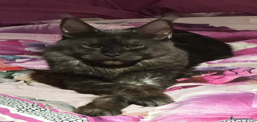 Immagine della galleria {{count}}