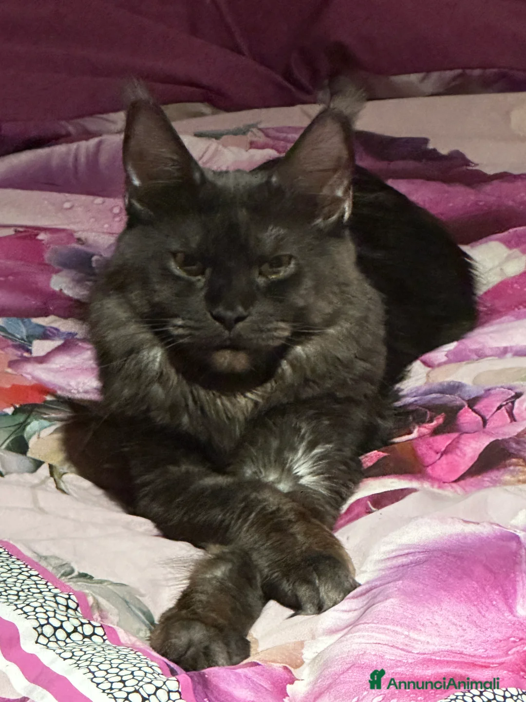 Immagine della galleria {{count}}