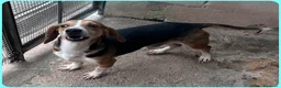 Beagle cani in regalo: NAPOLEONE MIX BEAGLE 4 ANNI SI DISPERA NEL SUO BOX - Annuncio 11