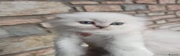 Scottish gatti in vendita: Gattini Scottish highland  - Annuncio 2