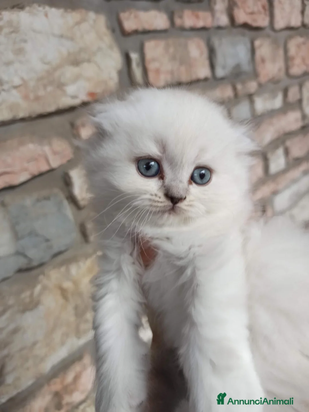 Scottish gatti in vendita: Gattini Scottish highland  - Annuncio 2