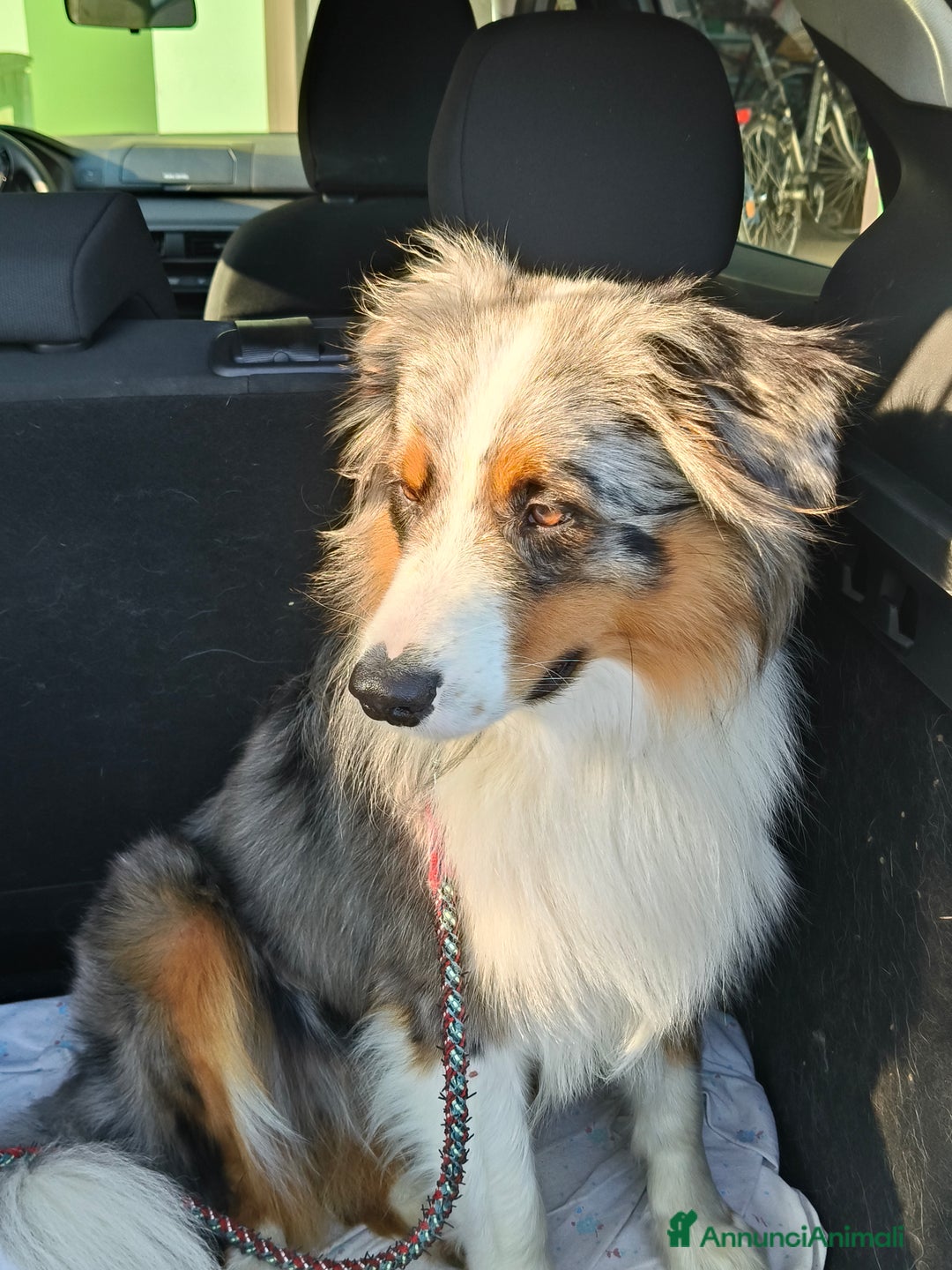 Australian Shepherd cani per accoppiamento: Cane da riproduzione - Annuncio 10