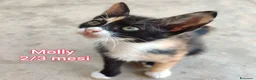 Altre razze gatti in regalo: GATTINI ESCLUSI E SOLI  a Città Metropolitana di Genova - Annuncio 6