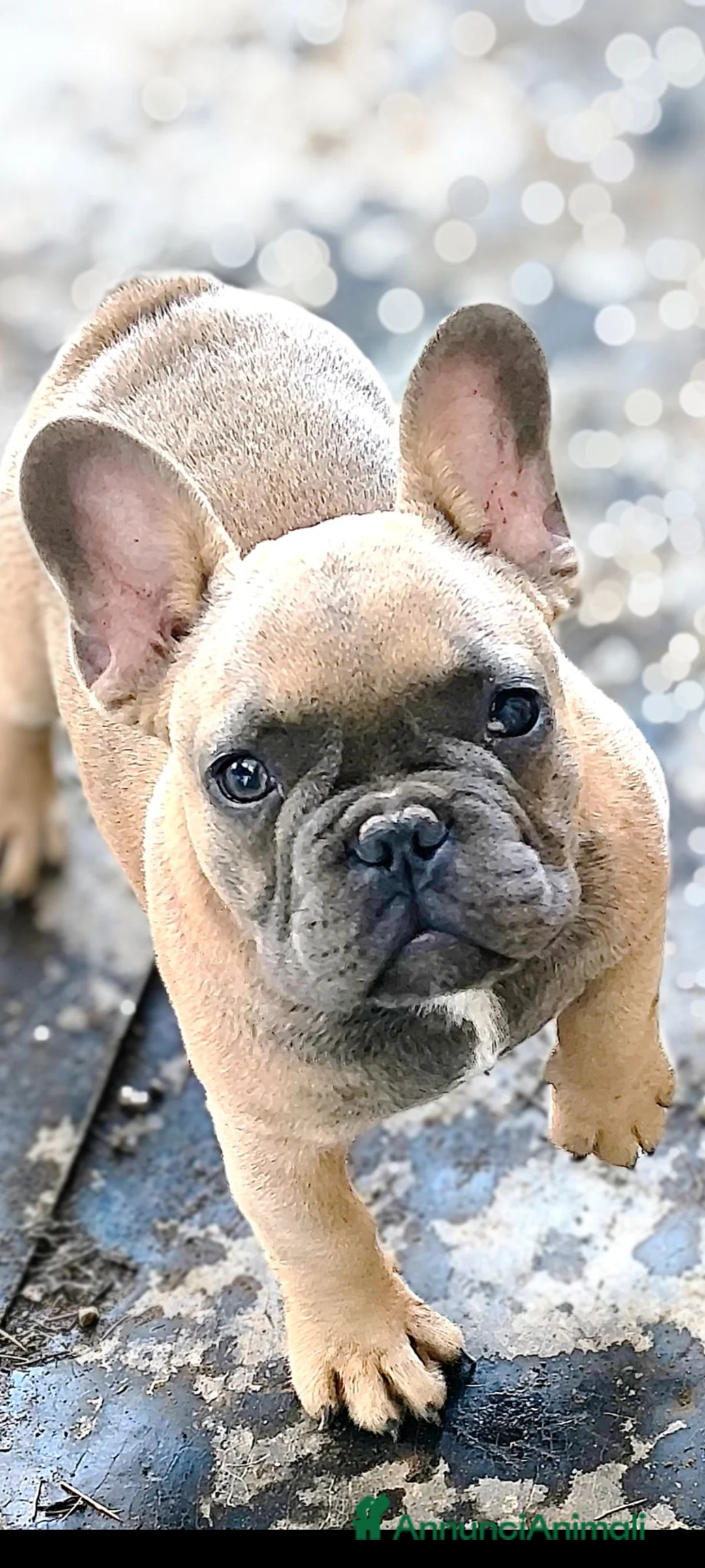 Bulldog Francese cani in vendita: Cuccioli di Bulldog francese - Annuncio 1