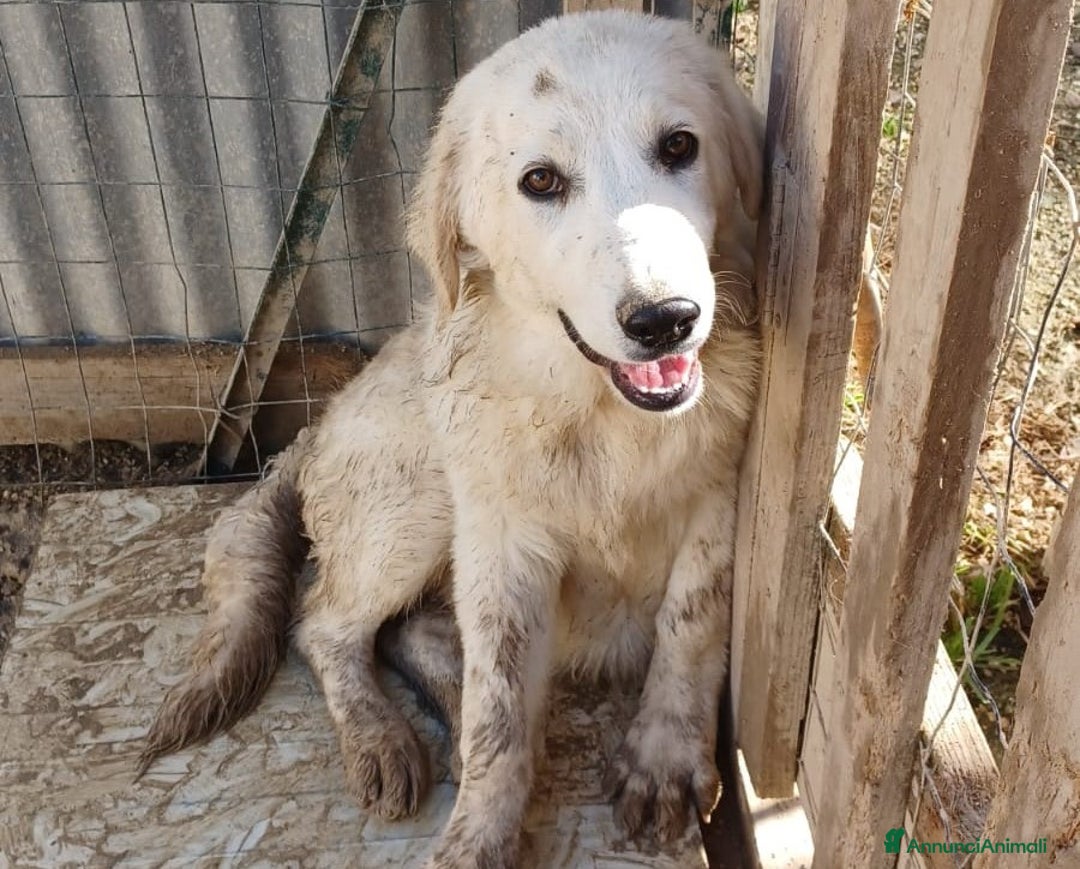 Pastore Maremmano cani in regalo: ADOTTA IL SIMPATICO JACK a Provincia autonoma di Bolzano - Alto Adige - Annuncio 3