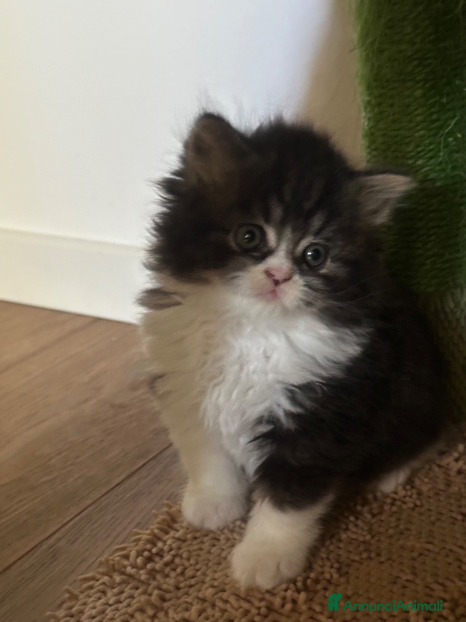 Scottish gatti Highland Scottish  - Annuncio 1