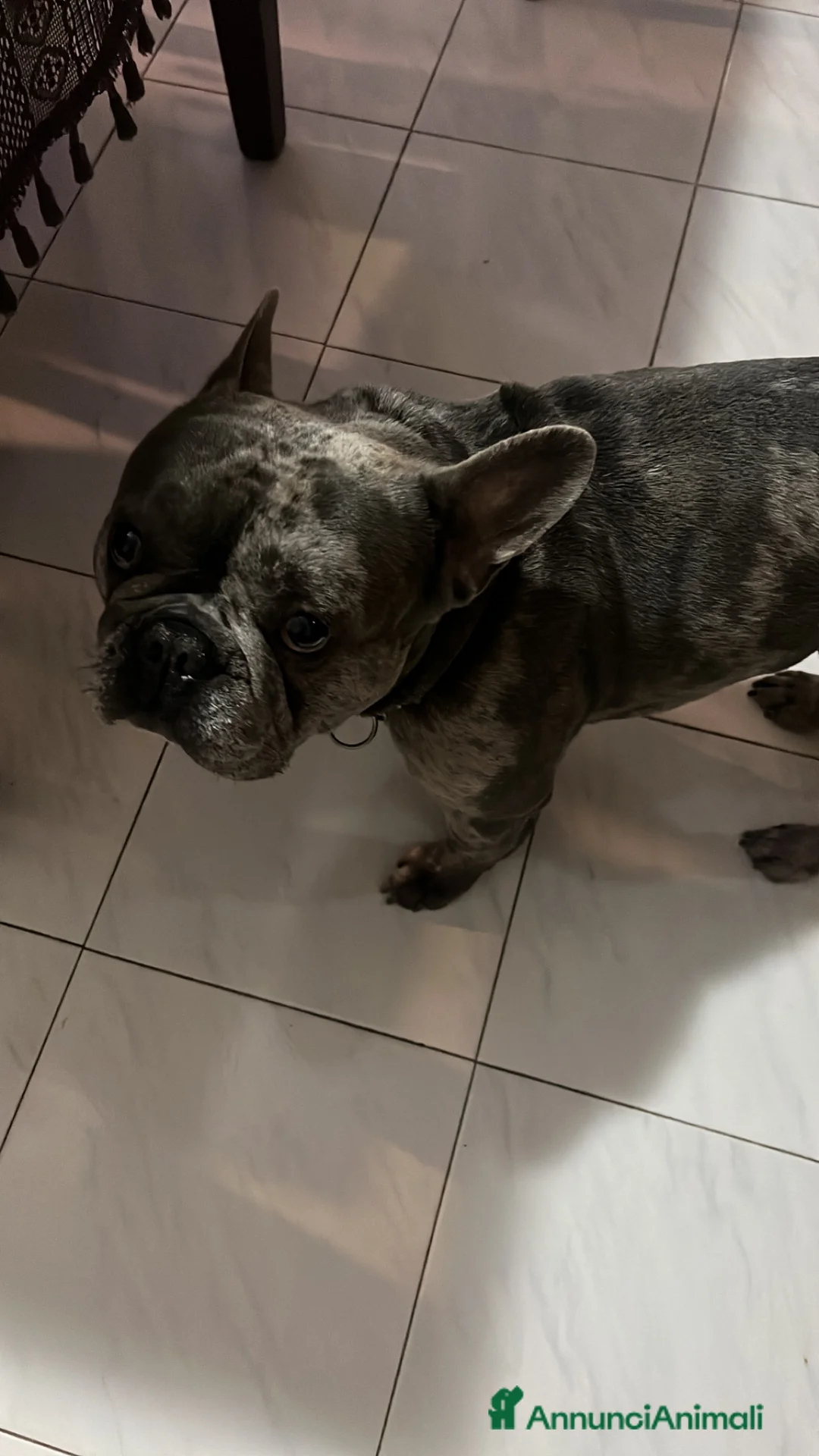 Bulldog Francese cani in vendita: Vendita bulldog francese Arlecchino - Annuncio 6