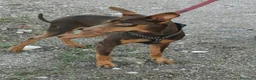 Pinscher Tedesco cani in regalo: Aron: 2 anni, 4 kg, socievole  - Annuncio 2