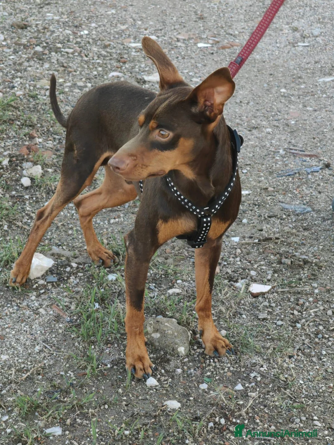 Pinscher Tedesco cani in regalo: Aron: 2 anni, 4 kg, socievole  - Annuncio 2