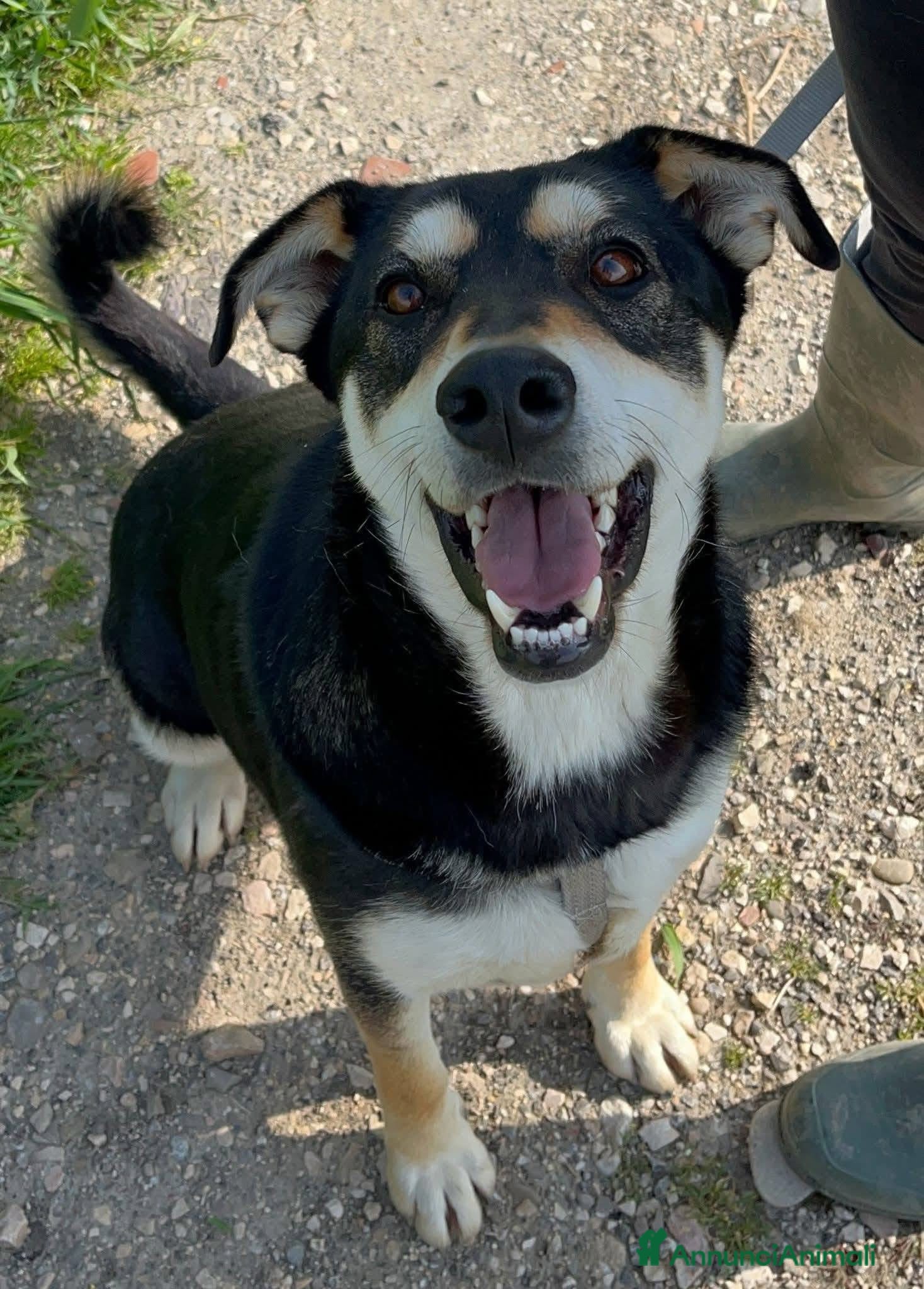 Meticcio cani Tiana - Annuncio 23