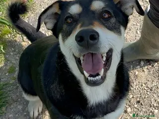 Meticcio cani Tiana - Annuncio 23