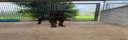 Cane Corso cani in regalo: Cagnolina corso - Annuncio 2