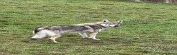 Lupo Cecoslovacco cani in regalo: DIANA bellissima - per esperti a Città Metropolitana di Torino - Annuncio 8