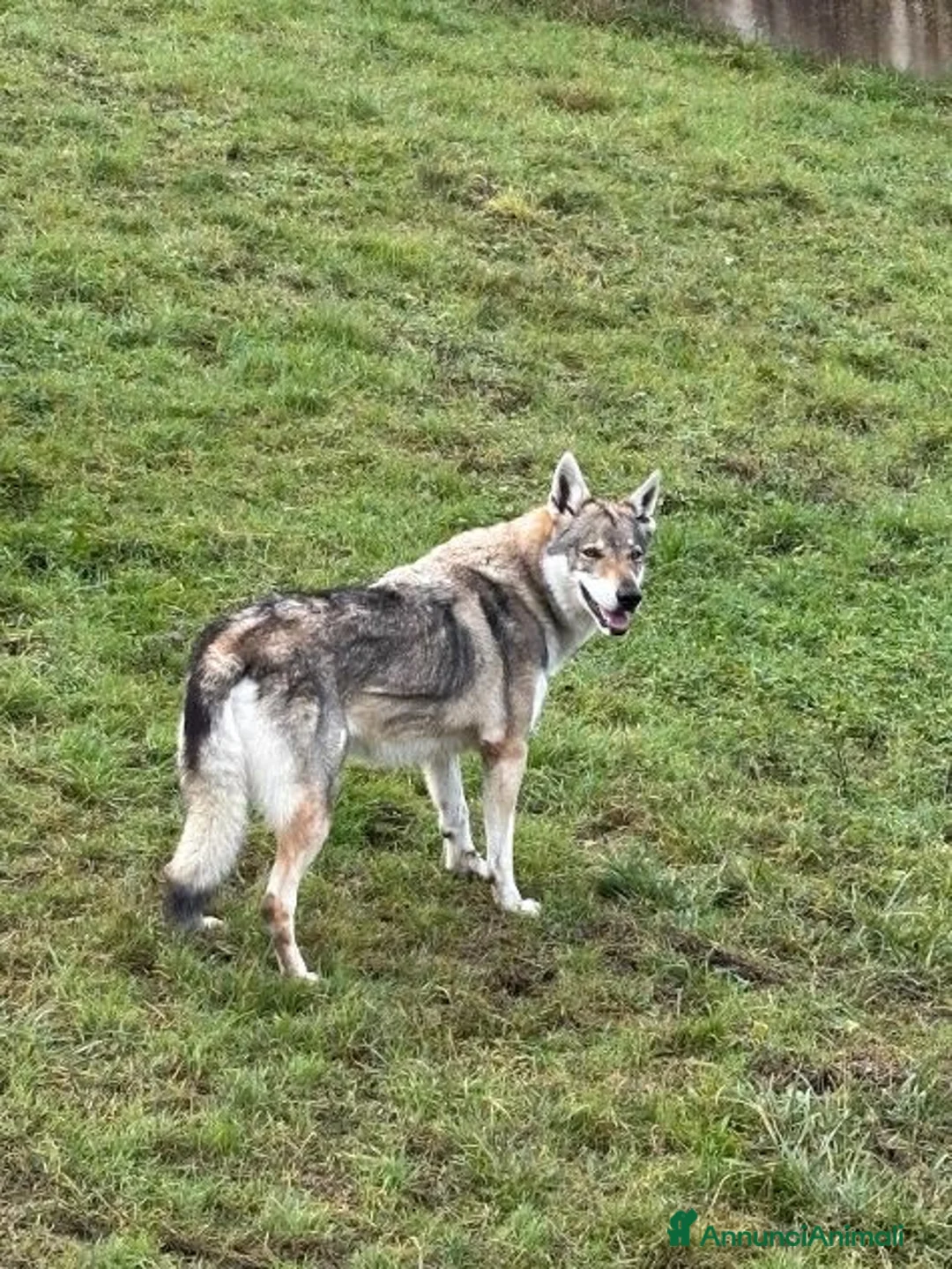 Lupo Cecoslovacco cani in regalo: DIANA bellissima - per esperti a Città Metropolitana di Torino - Annuncio 8
