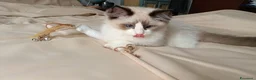 Ragdoll gatti in vendita: Ragdoll - Annuncio 1