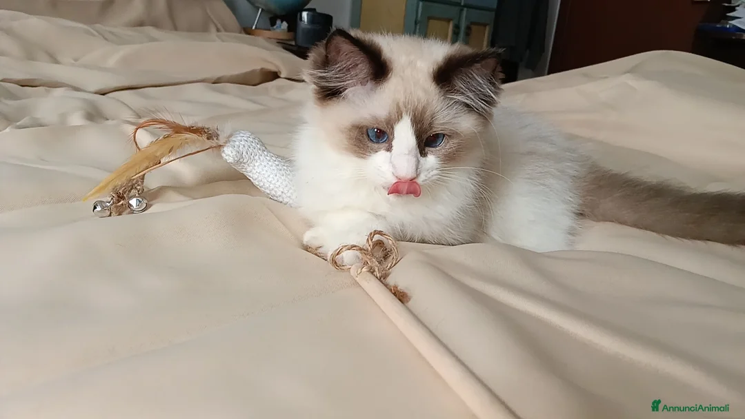 Ragdoll gatti in vendita: Ragdoll - Annuncio 1