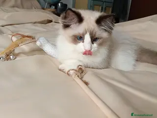 Ragdoll gatti Ragdoll - Annuncio 1