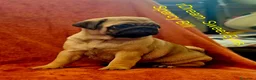 Carlino cani in vendita: Cuccioli di carlino con pedigree (1800€ - 2500€) a Città Metropolitana di Firenze - Annuncio 8