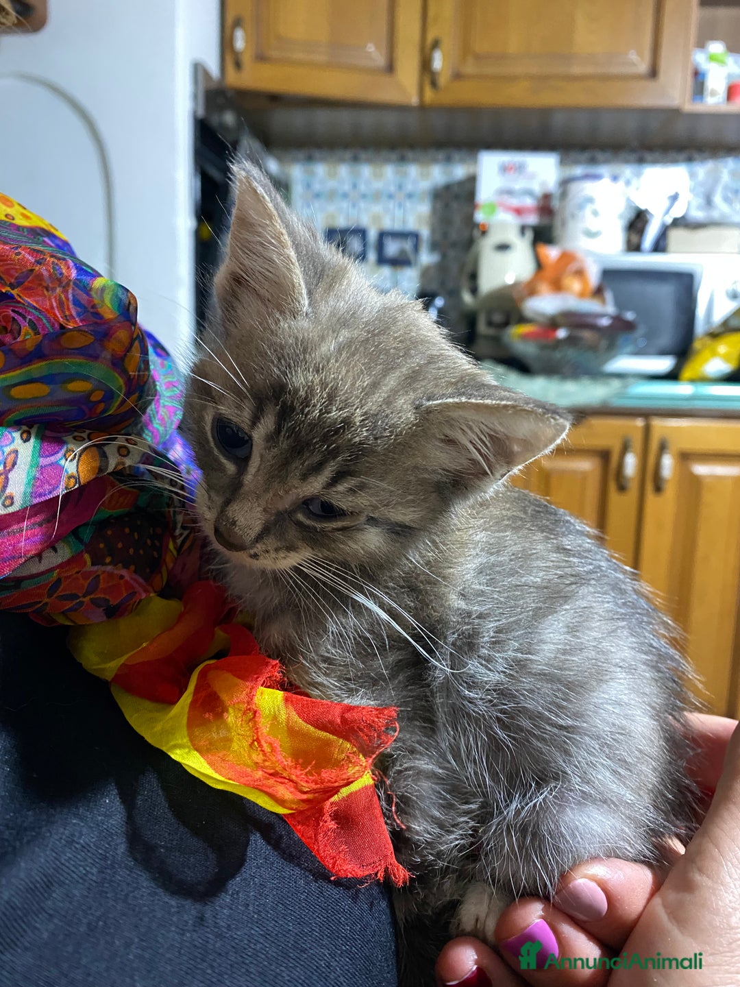 Meticcio gatti in regalo: Mickey cerca casa! - Annuncio 1