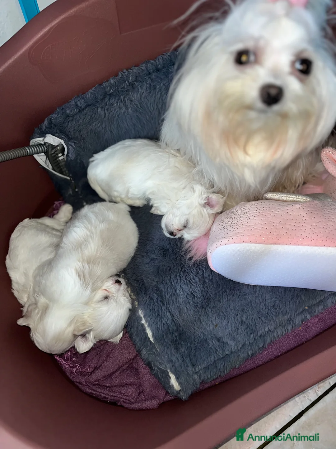 Maltese cani in vendita: Maltese x pasqua  - Annuncio 1