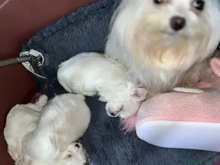 Maltese cani in vendita: Maltese x pasqua - Annuncio 2