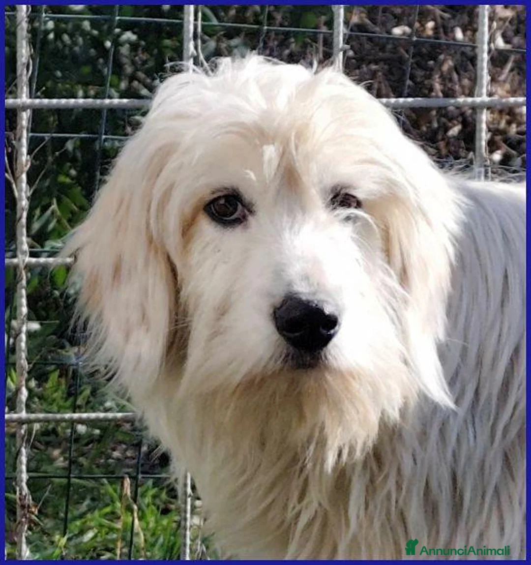 Meticcio cani in regalo: PEGGIO giovane spinoncino un po'timoroso a Provincia di Parma - Annuncio 1