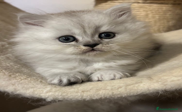 Persiano gatti - Annuncio 14