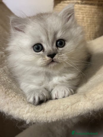 Persiano gatti - Annuncio 7