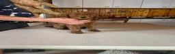 Barboncino cani in vendita: Barboncini nani a Provincia di Alessandria - Annuncio 17