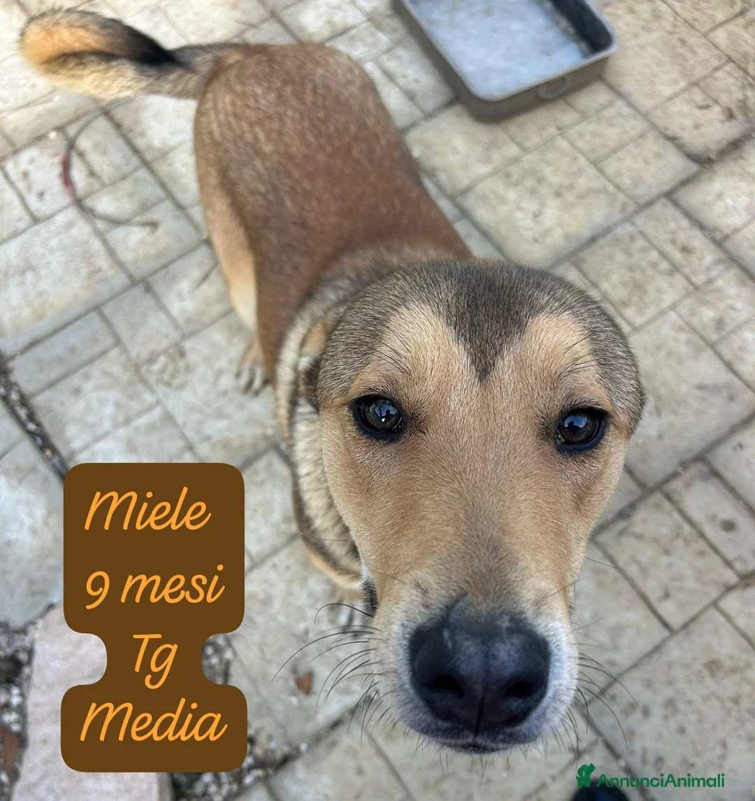 Meticcio cani in regalo: Cuccioli cercano urgentemente adozione - Annuncio 9