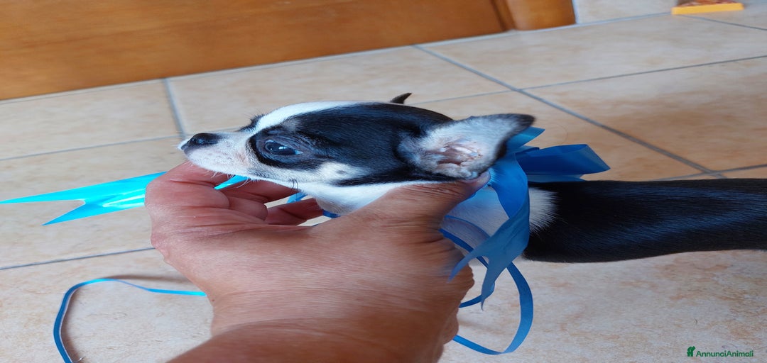 Immagine della galleria {{count}}