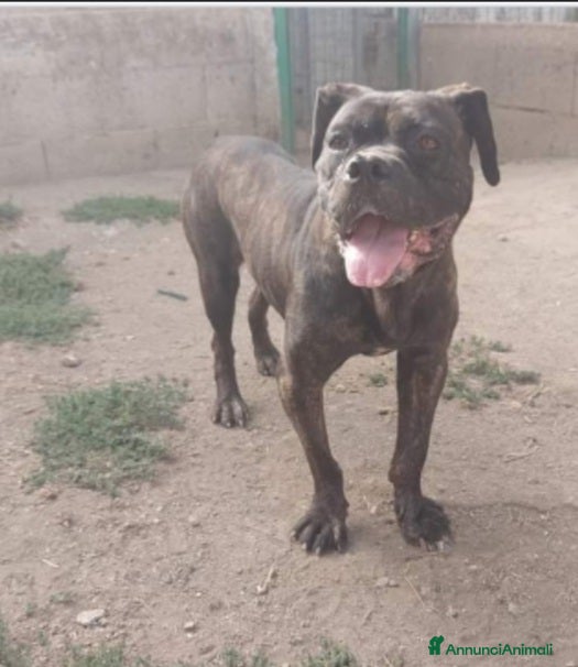 Meticcio cani Apollonia sui 4anni mix Corso/Pit in box da sempre - Annuncio 36