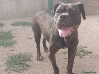 Meticcio cani Apollonia sui 4anni mix Corso/Pit in box da sempre - Annuncio 36