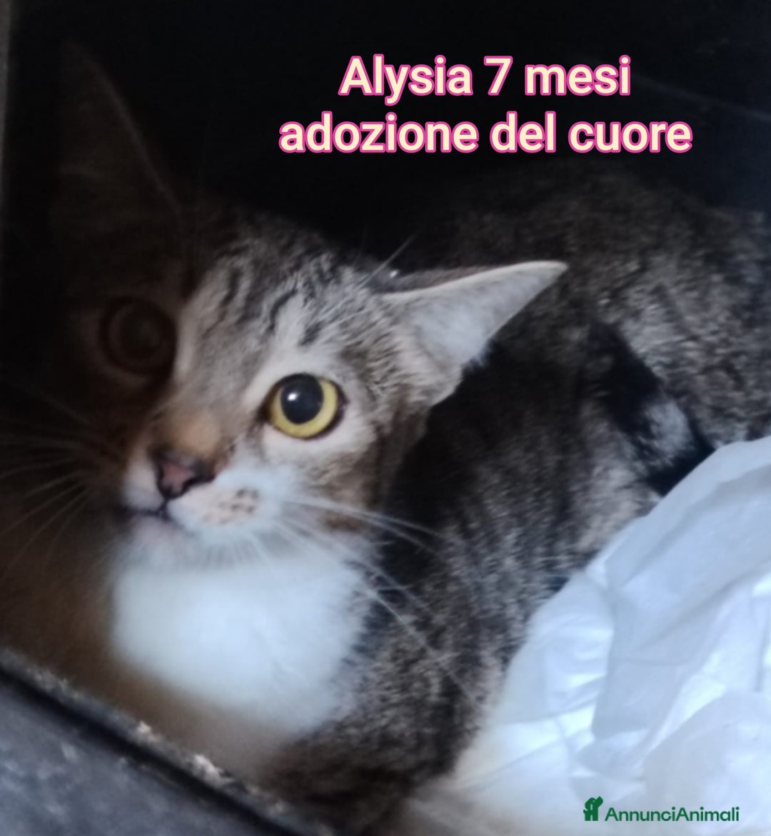 Europeo gatti in regalo: TANTI GATTINI DA SALVARE! - Annuncio 6