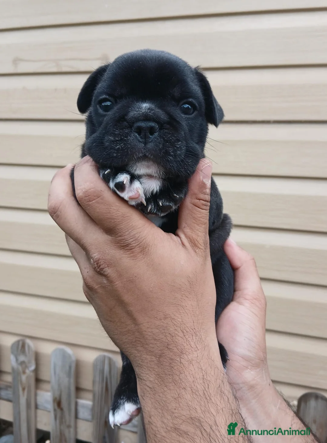 Bulldog Francese cani in vendita: Bulldog francese  - Annuncio 1