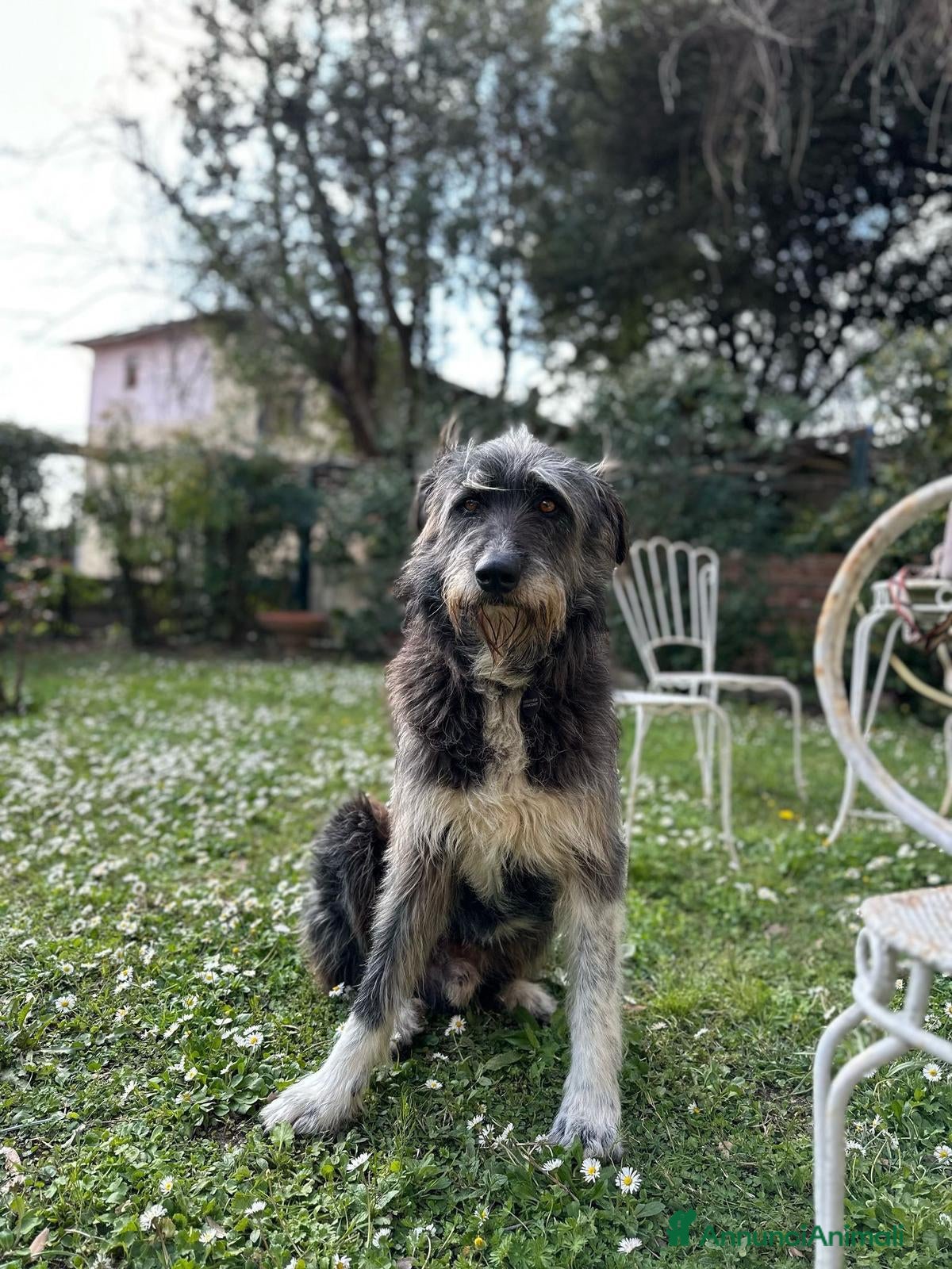 Meticcio cani Benji un gigante affettuosissimo a Città Metropolitana di Milano - Annuncio 4