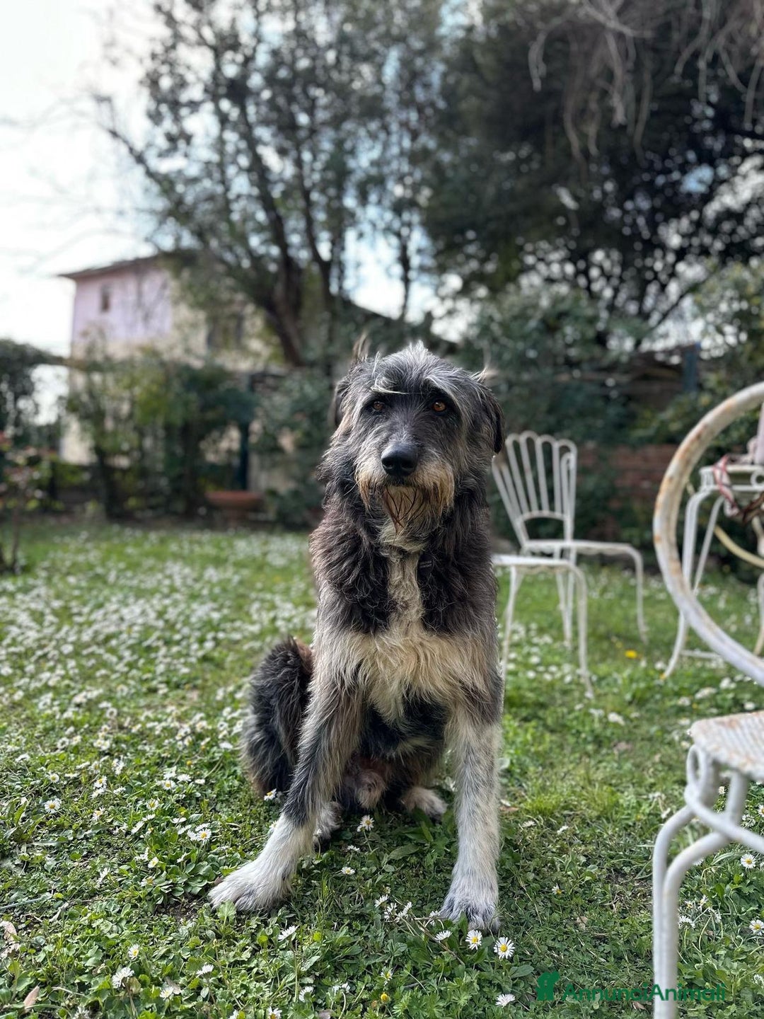 Meticcio cani in regalo: Benji un gigante affettuosissimo a Città Metropolitana di Milano - Annuncio 1