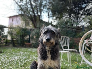 Meticcio cani Benji un gigante affettuosissimo a Città Metropolitana di Milano - Annuncio 22