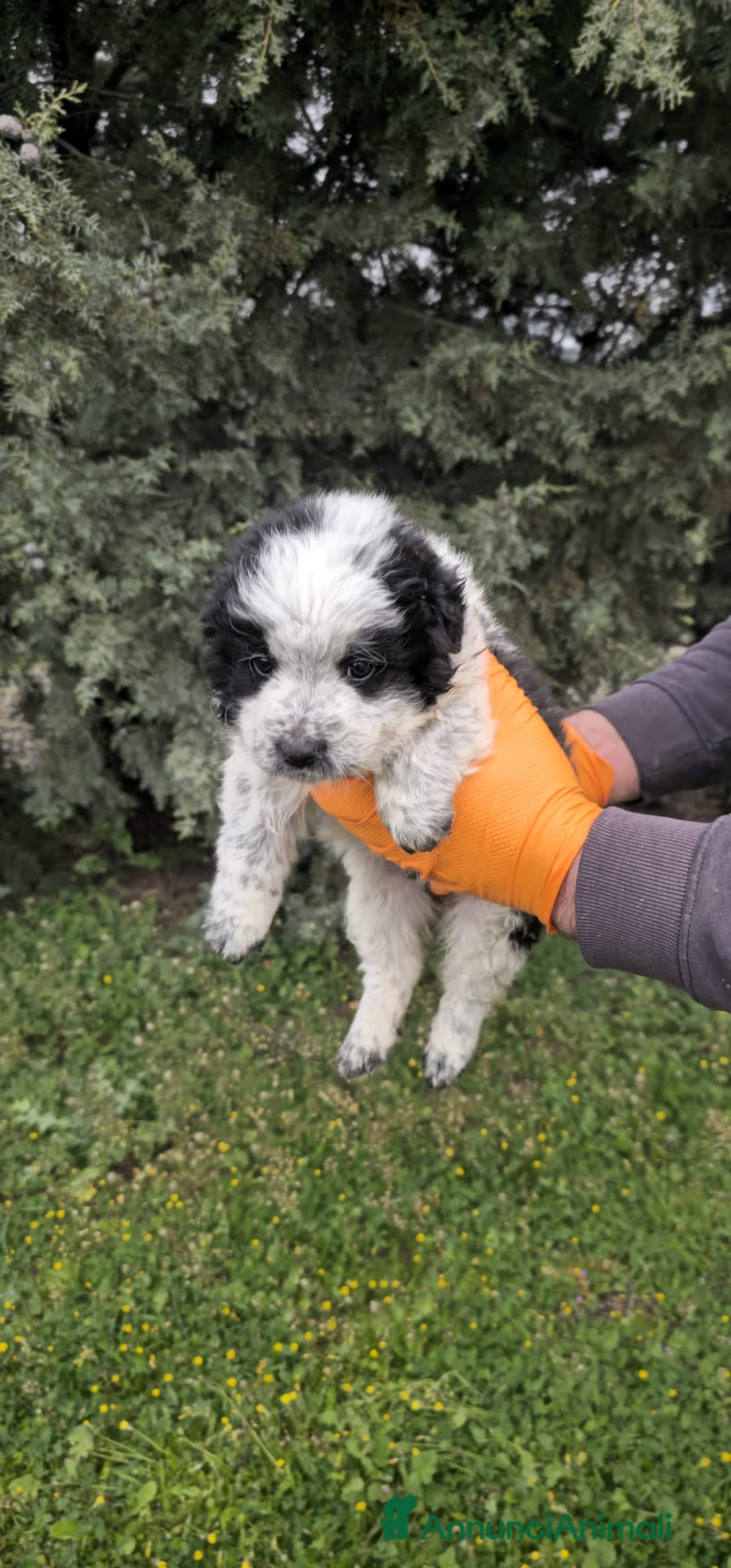 Meticcio cani amilcare - Annuncio 1