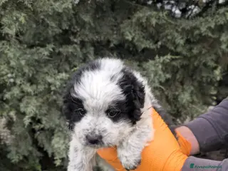 Meticcio cani amilcare - Annuncio 1