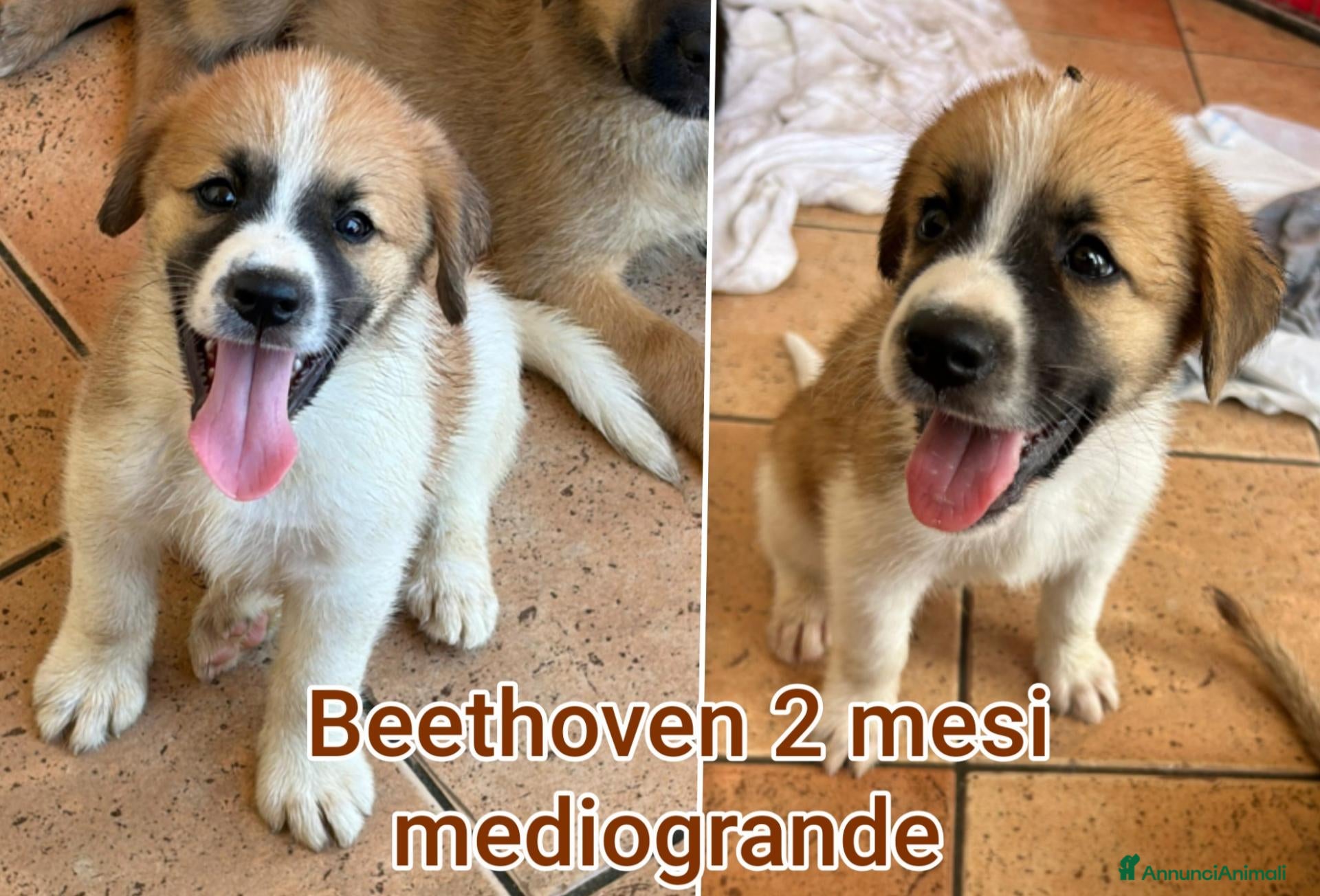 Meticcio cani CUCCIOLI ABBANDONATI: EMERGENZA  - Annuncio 2